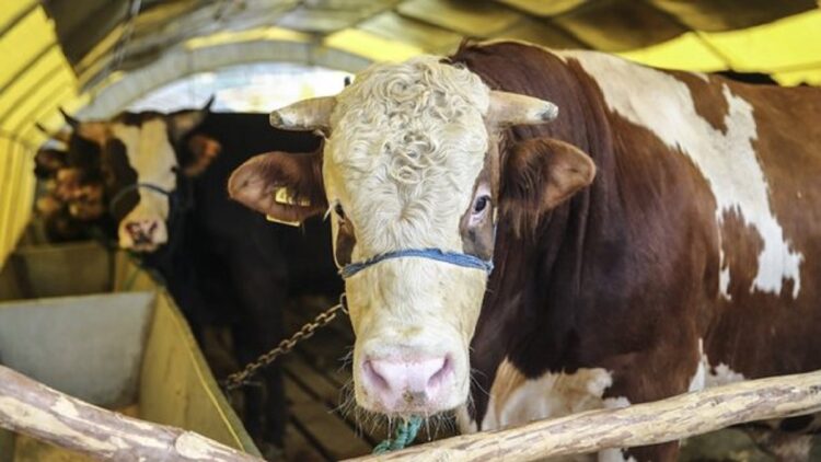 Elde kalanları Et ve Süt kurumu alacak