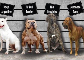 Bu köpekleri sahiplenen 11 bin lira ceza ödeyecek