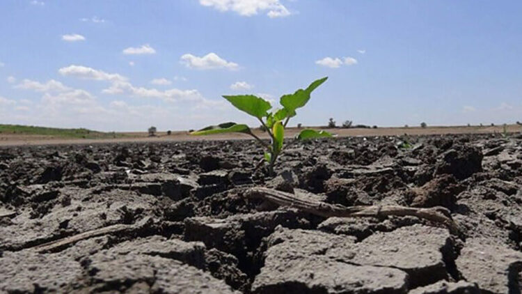 ‘Buğday üretiminin yarısının gerçekleştiği iki bölge kurudu’