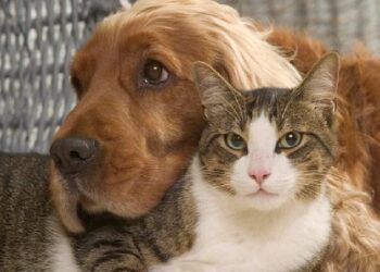 Hayvanları Koruma Kanunu, TBMM Komisyonu’nda kabul edildi