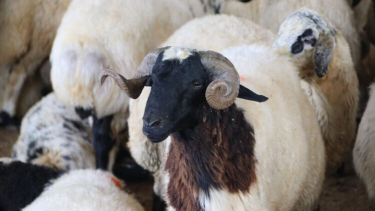 Fahrettin Koca açıkladı: Kurban Bayramı’nda kısıtlama olacak mı?