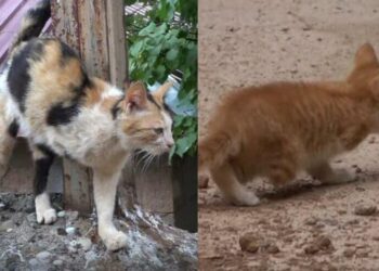 3 ayaklı kedi 2 ayaklı yavru doğurdu