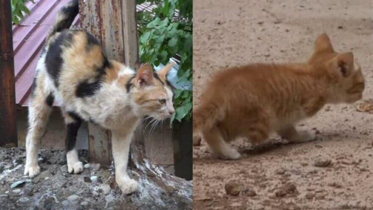 3 ayaklı kedi 2 ayaklı yavru doğurdu