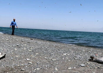 Van Gölü’nde toplu martı ölümleri