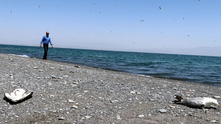 Van Gölü’nde toplu martı ölümleri