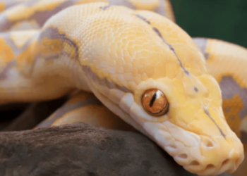 Tuvalette otururken piton ısırdı