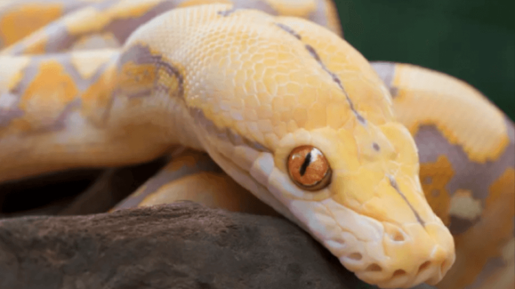 Tuvalette otururken piton ısırdı