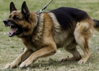 Köpek saldırısından kendini korudu, karakolluk oldu