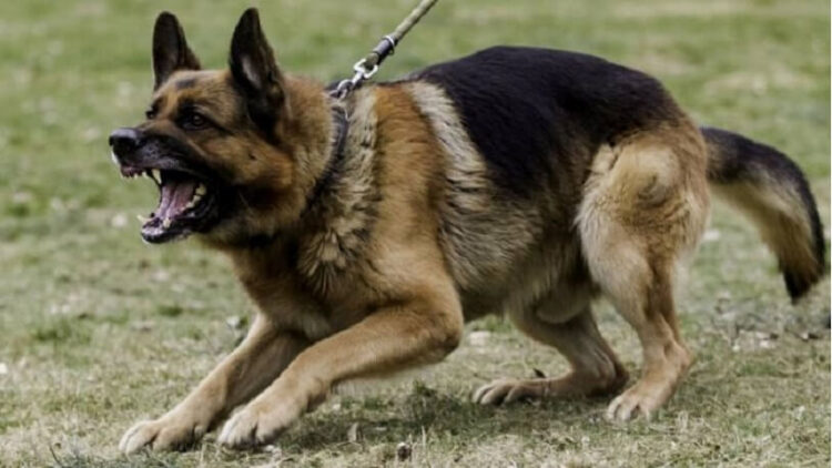 Köpek saldırısından kendini korudu, karakolluk oldu