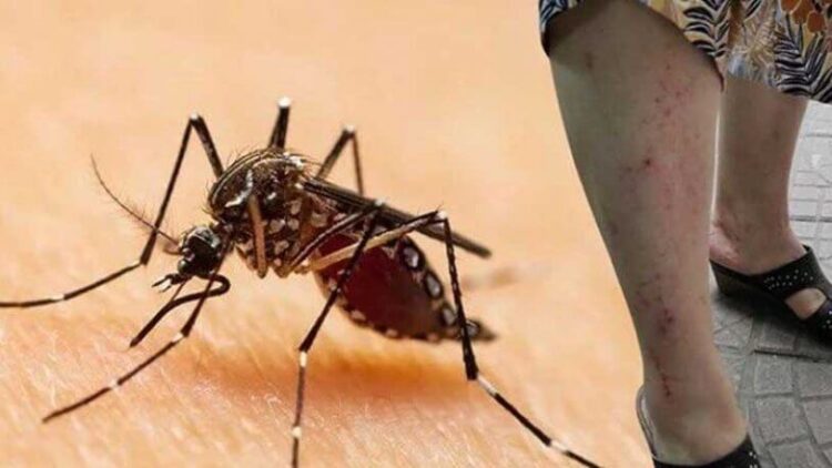 Asya Kaplan Sivrisineği kabusu büyüyor: Yağışlı bölgelere dikkat