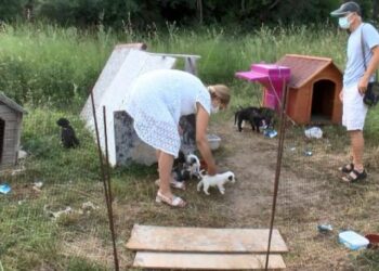 Yavru köpeği diri diri yaktılar