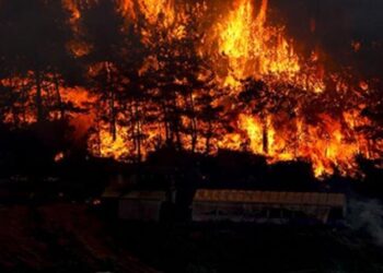 AFAD’dan orman yangınları hakkında açıklama