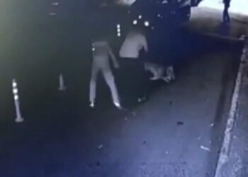 Sokak kedisini gezdirdikleri Pitbull’a öldürttüler