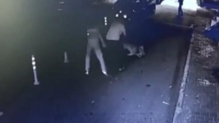 Sokak kedisini gezdirdikleri Pitbull’a öldürttüler