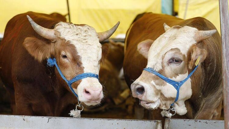TZOB Başkanı Bayraktar, ortalama kurbanlık fiyatlarını açıkladı