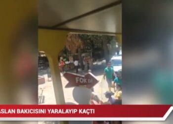 Gaziantep’te kafesinden kaçan aslan bakıcısını yaraladı