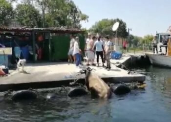 Kasımpaşa’da denize düşen kurbanlık dana Balat’a yüzdü