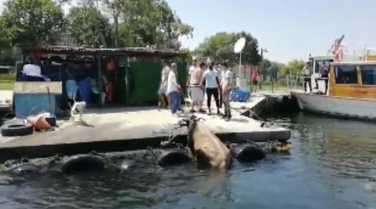 Kasımpaşa’da denize düşen kurbanlık dana Balat’a yüzdü