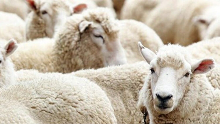 Kurban Bayramı ile ilgili flaş gelişme: Bu sene yasaklandı