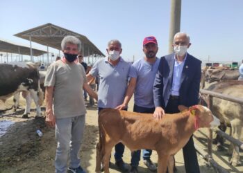 Kurban Bayramı öncesi besiciler dertli: “Maliyetine bile satış yapamıyoruz”