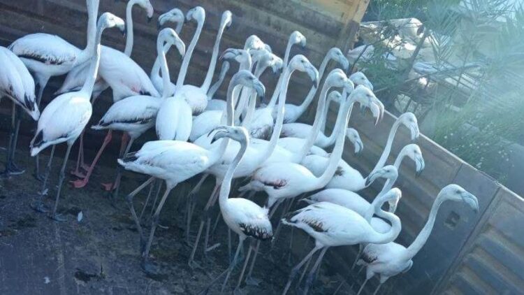 Yasa dışı yollardan ele geçirdikleri flamingoların kanatlarını kesmişler