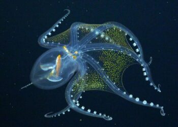 Okyanusta nadir rastlanan ‘Cam Ahtapot’ görüntülendi