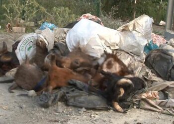 İstanbul’da yola onlarca kesik hayvan kafası atıldı