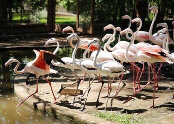 Flamingolar satılmak üzereyken yakalandı