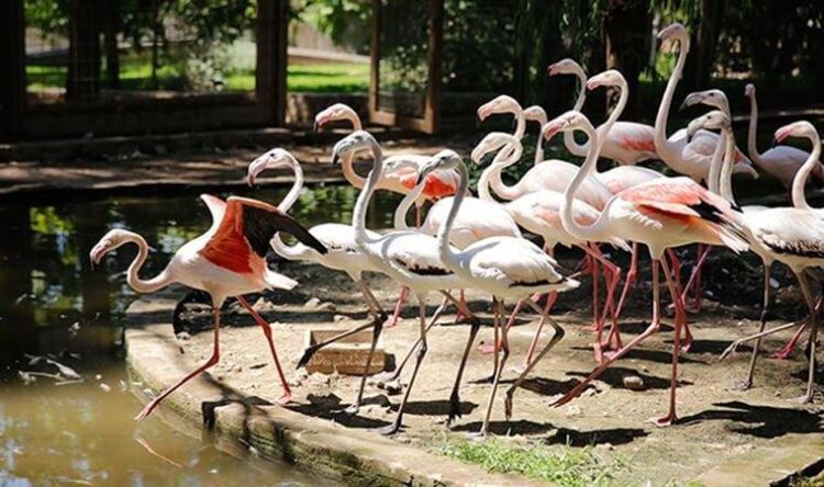 Flamingolar satılmak üzereyken yakalandı