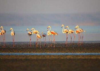 Tuz Gölü’nde binlerce yavru flamingo öldü