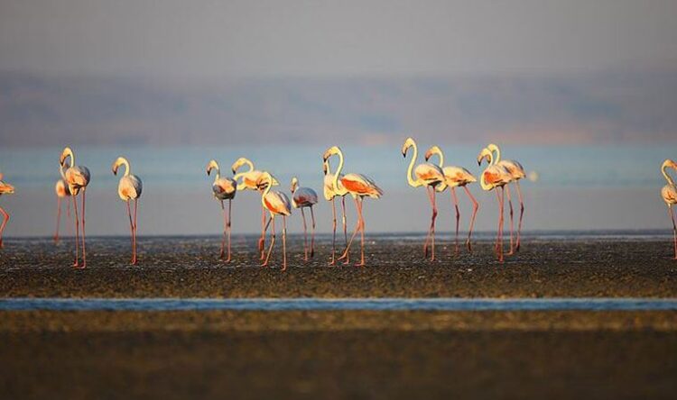 Tuz Gölü’nde binlerce yavru flamingo öldü