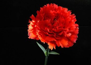 Medya dünyasının acı kaybı: Duayen gazeteci hayatını kaybetti