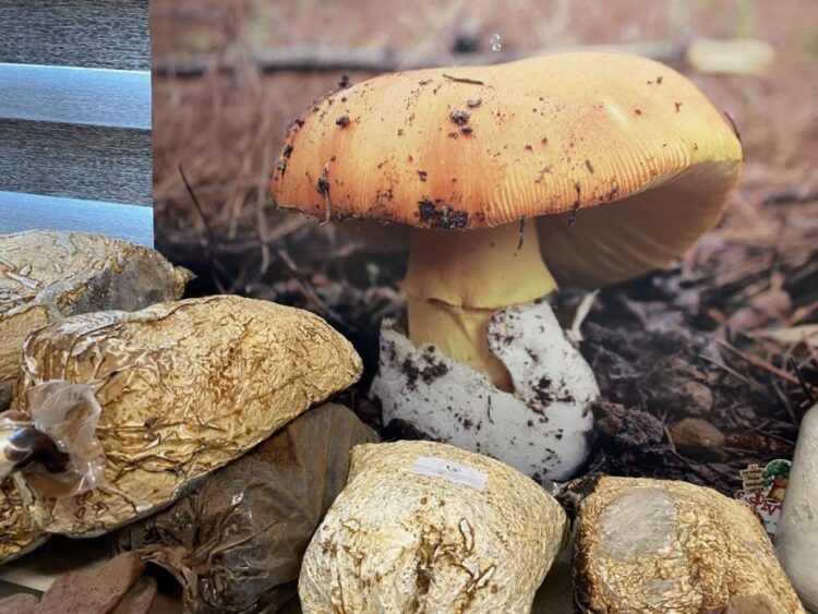 Uzmandan zehirli mantar uyarısı