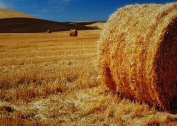 Saman altın fiyatlarını geçti! Çiftçi perişan..