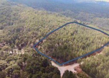 Yanmayan ormanları da otel için kesecekler