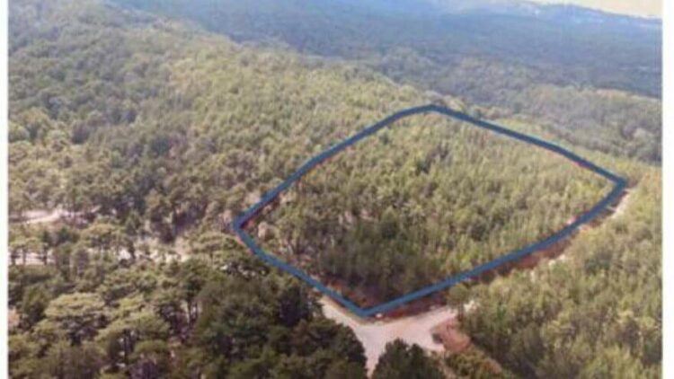 Yanmayan ormanları da otel için kesecekler