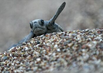 Yavru caretta carettalar yangının dumanından yönünü bulamadı