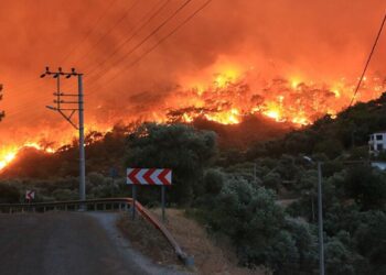 Muğla’da zeytinlik ve ormanlık alandaki yangınlara 6 tutuklama