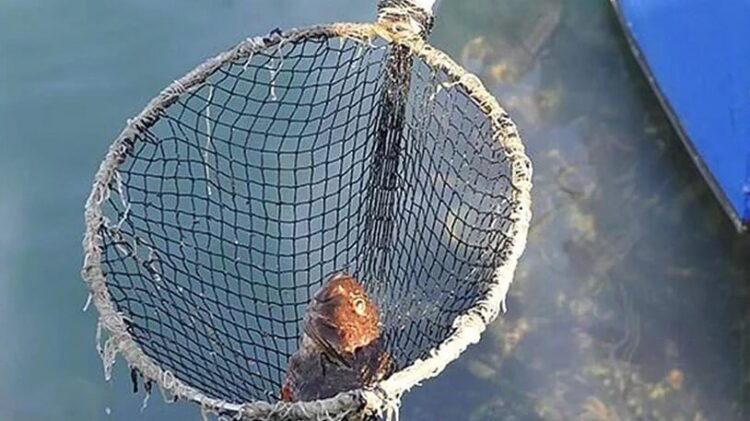 İstanbul’da balık ve yengeç ölümlerinin nedeni belli oldu