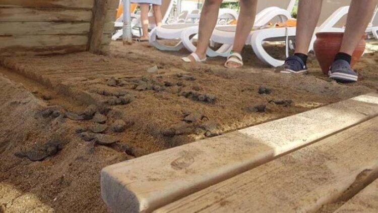 5 yıldızlı otelde caretta caretta katliamı! Onlarcası öldü