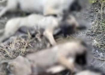 Ankara’da 5 sokak köpeği ölü bulundu