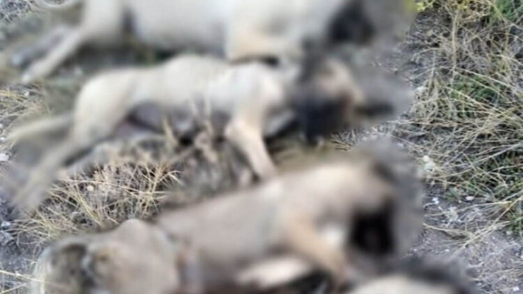 Ankara’da 5 sokak köpeği ölü bulundu