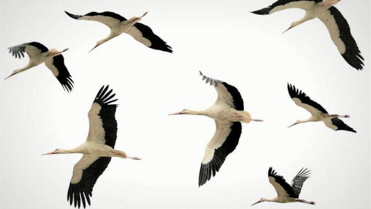 Leylekler haberi verdi: Bu kış hava nasıl olacak