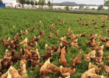 Tavukta üretim restleşmesi sürüyor: Üretimi durduracaklar