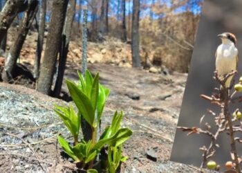 Muğla’da yanan ormanlar yeniden hayat buluyor