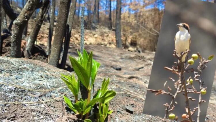 Muğla’da yanan ormanlar yeniden hayat buluyor