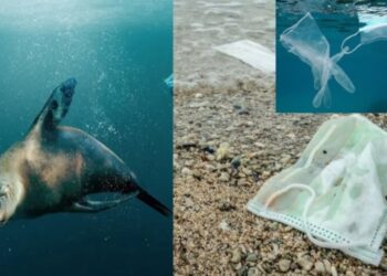 Okyanuslarda 1,6 milyar maske ‘yüzüyor’