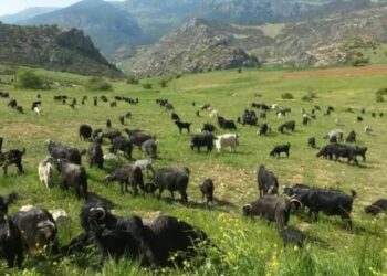 Öztürk: Keçiler orman yangınlarının büyümesini engelliyor