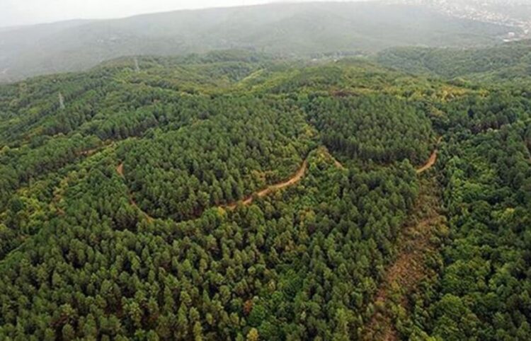 Orman yangınları için ayrılan 190 milyon TL’lik kaynak nerede?