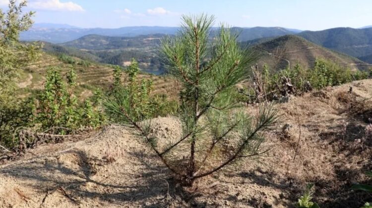 Jandarma’dan ‘fidan bağışı’ çağrıları için uyarı